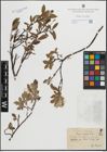Foto von Salix hastata L.